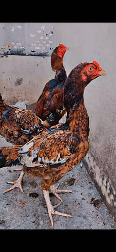 Pure Mianwali aseel madi for sale