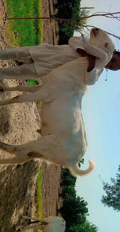 bakra