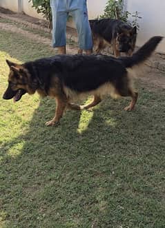 German Shepherd Female confirm breeder