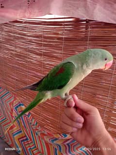 Raw parrot Green raw parrot Pahari Talking parrot