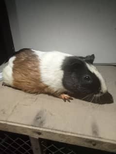 ginny pigs rabbit