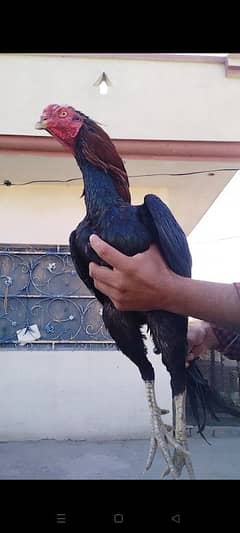 High Quality Chicks & Heera & Thai patha available