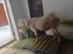 Mundra chatra