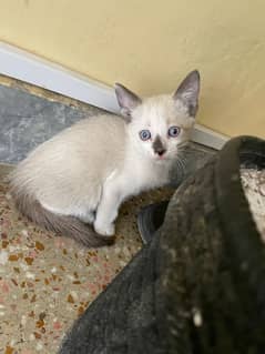 siamese kitten for sale