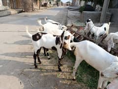 Rajanpuri bakry