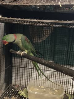 Raw parot | talking parot
