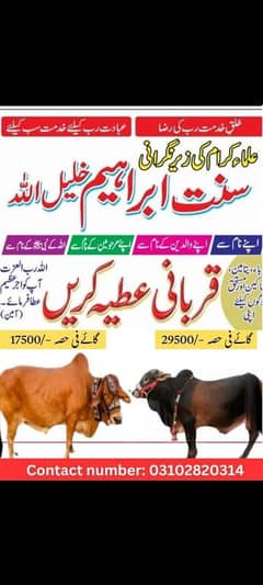 قربانی