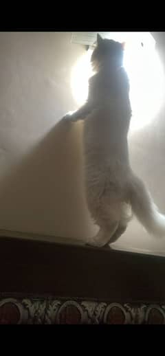 Persian