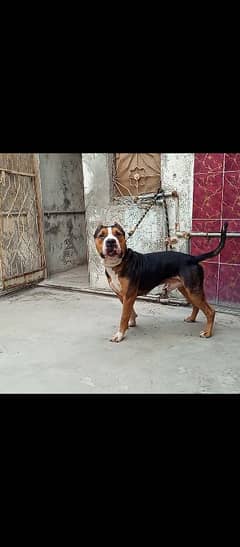 Pitbull male for sale cargo available all over Pakistan