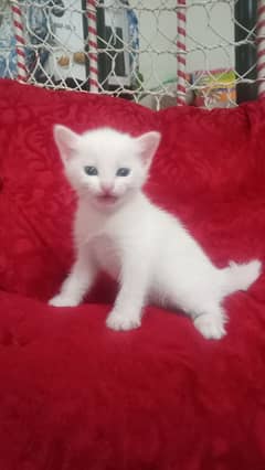 kitten