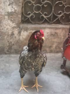 Aseel salyta mianwali mix
