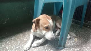 labra