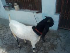 Bakra for Qurbani Eid