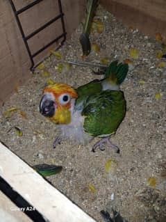 Sunconure chick half covered
