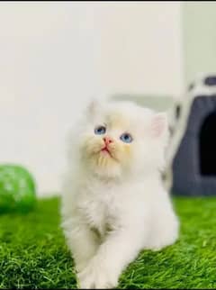 Persian kittens available for sale