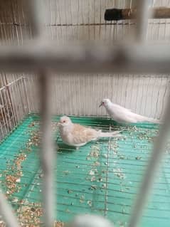 dove bird