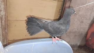 Black tail pigeon pair