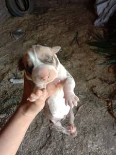 Pure Bully Breed bloodline