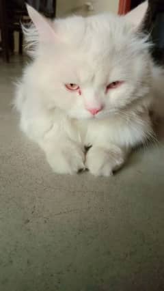beautiful white hair male cat