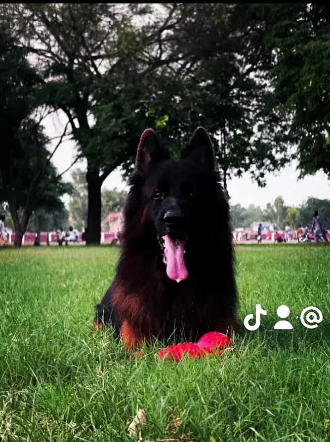 German Shepherd — photo 2