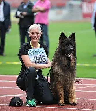 German Shepherd — photo 3
