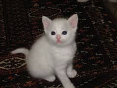 Russian kittens