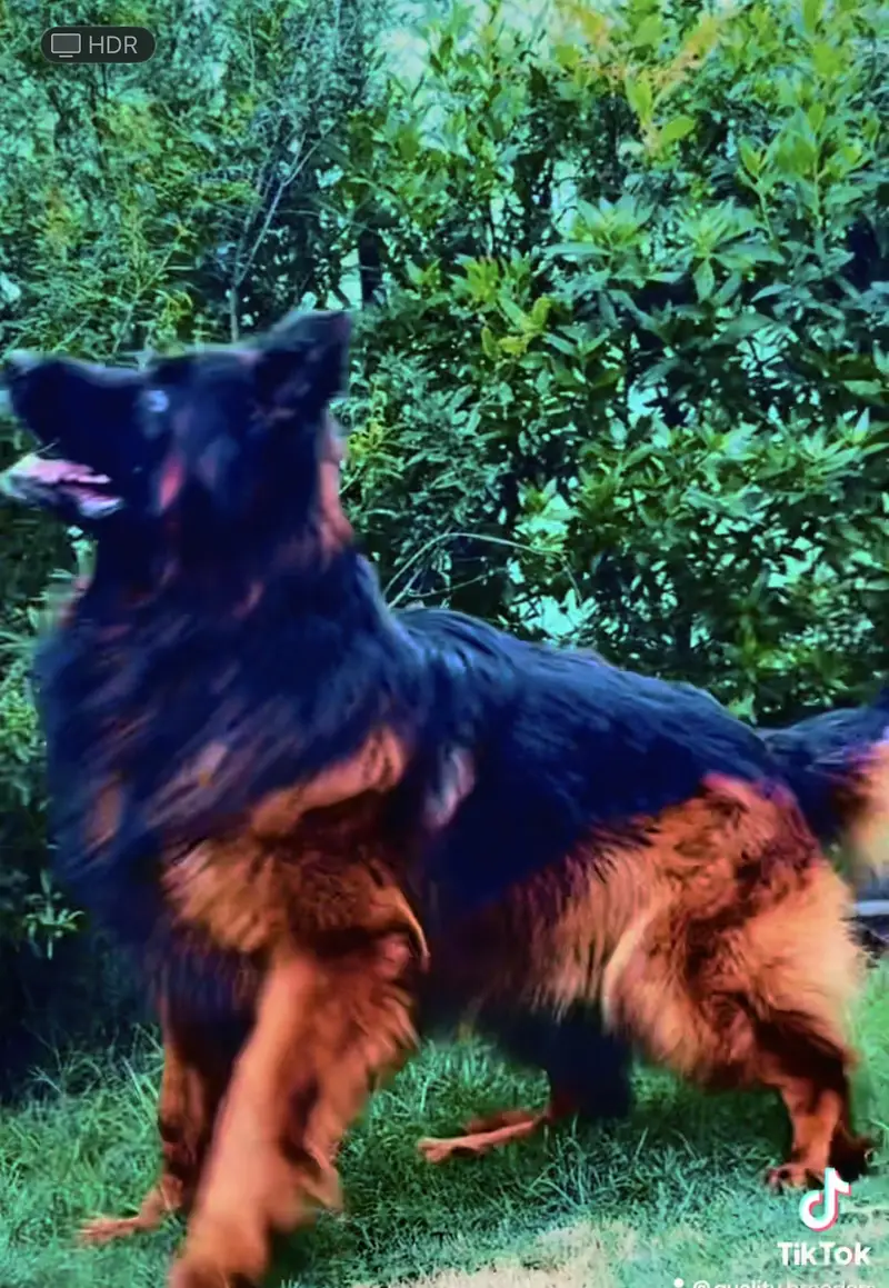 German Shepherd — photo 6