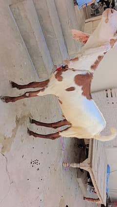 Rajanpuri Bakra