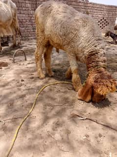 قربانی لگتا ہے