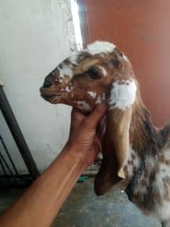 makhi cheeni pathi quality Mai hai
