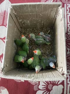 Green Parrot Chicks