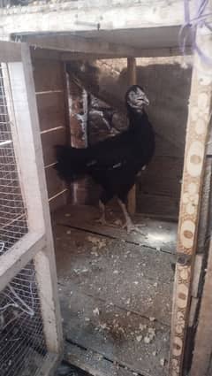 thati murga or pokya murgi k egg 4 sale . Aseel murgi 4 sale