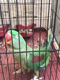 Raw Parrot Green