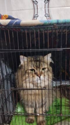 persian cat crossbread