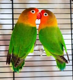 love