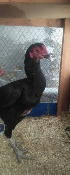 Aseel hen (read discription)