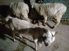 goats