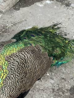 Set of three peacock