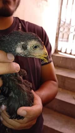 Urgent sale Old blood line Pakistani chicks