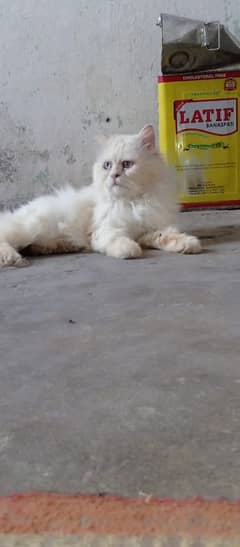 bule