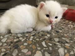 Persian