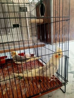 Cocktail breeder pair with 2 eggs
