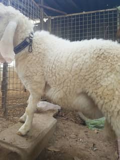 Pure Gulabi Male / Sheep / Dhumba