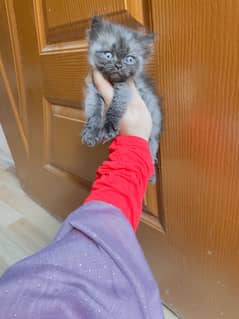 Real persian mele cat history complete. Colour gry black brown.