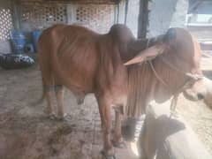 Qurbani