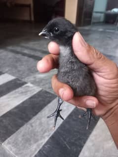 Thai Dragon Chicks For Sale