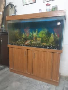fish aquarium for sale