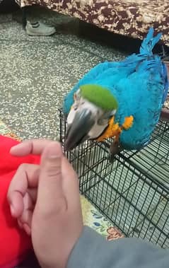 Blue and Gold Macaw | Macaw Parrot | tamed male