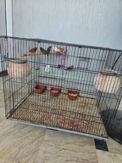 10 finches for sale without cage