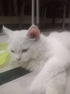 Persian cate sale colour white. . .